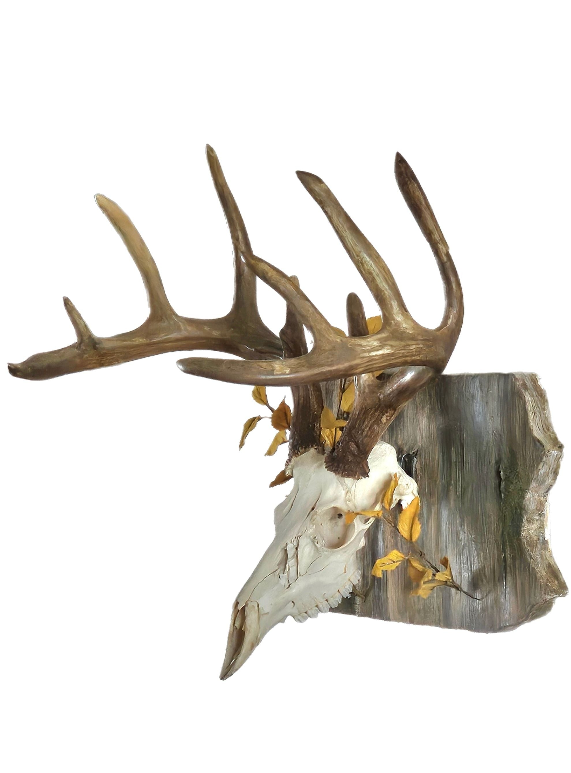 State European Displays